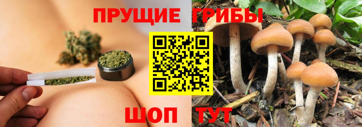Фролово  Галлюциногенные грибы Psilocybine cubensis  Вход с VPN 